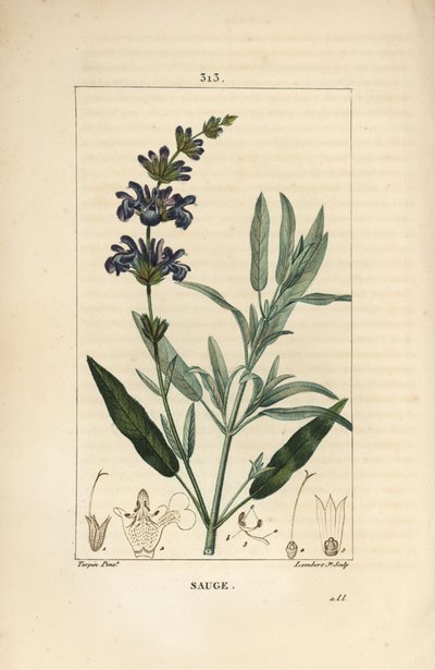 Salbei officinale - Echter Salbei, Salvia officinalis, mit Blüte, Blatt, Stängel und Samen von Pierre Jean Francois Turpin
