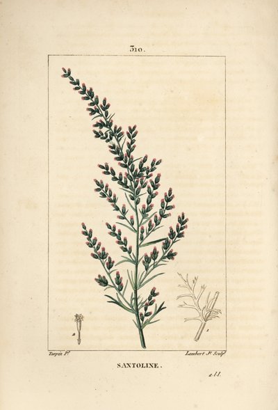Beifußvarietät - Wurmsamen oder Tatarischer Beifuß, Artemisia santonicum. Handkolorierter Kupferstich von Lambert Junior nach einer Zeichnung von Pierre Jean-Francois Turpin aus Chaumeton, Poiret und Chamberet