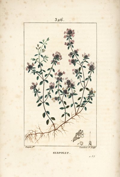 Kriechender Thymian oder wilder Thymian, Thymus serpyllum, mit Blume, Blatt, Stiel und Wurzel von Pierre Jean Francois Turpin