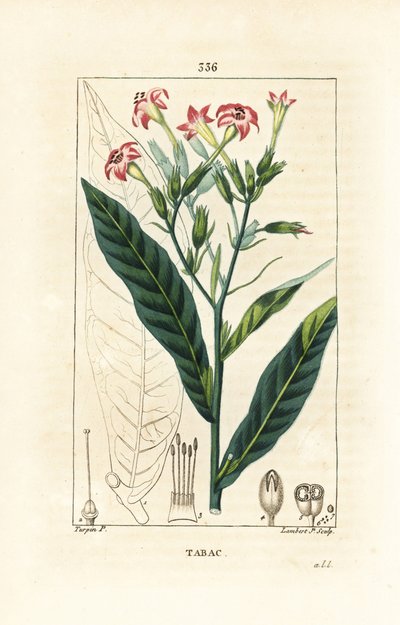 Tabak von Pierre Jean Francois Turpin