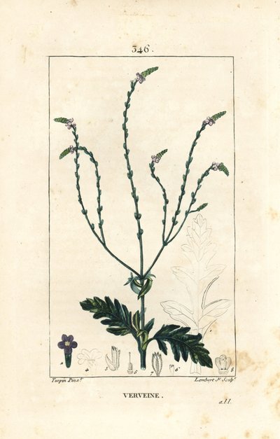 Eisenkraut oder Heiliges Kraut, Venusader oder Hexenkraut - Verbena officinalis. Handkolorierte Punktkupferstich von Lambert Junior nach einer Zeichnung von Pierre Jean-Francois Turpin aus Chaumeton, Poiret und Chamberet