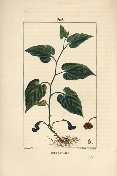Virginische Schlangenwurzel - Virginische Schlangenwurzel, Aristolochia serpentaria, mit Blüte, Blatt, Stängel, Samen und Wurzel. Handkolorierter Kupferstich von Lambert Junior nach einer Zeichnung von Pierre Jean-Francois Turpin aus Chaumeton, Poiret und  von Pierre Jean Francois Turpin