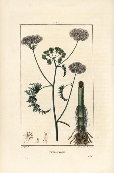 Wasserschierling, Oenanthe aquatica, mit Blüte, Blatt, Stängel und Wurzel. Handkolorierter Kupferstich von Lambert Junior nach einer Zeichnung von Pierre Jean-Francois Turpin aus Chaumeton, Poiret und Chamberet