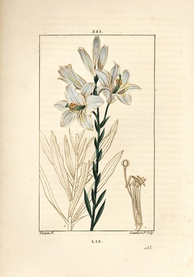 Weiße Lilie, Lilium candidum. Handkolorierter Kupferstich von Lambert Junior nach einer Zeichnung von Pierre Jean-Francois Turpin aus Chaumeton, Poiret und Chamberet