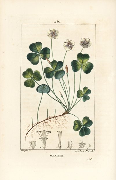 Waldsauerklee, Oxalis acetosella, mit Blume, Blatt, Stängel, Samen und Wurzel von Pierre Jean Francois Turpin