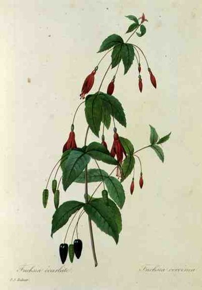 Fuchsia coccinea, aus 