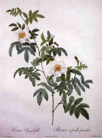 Rosa clynophylla, graviert von Chapuy, aus 