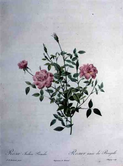 Rosa indica pumila (Zwerg-Bengalrose), graviert von Chapuy, aus 