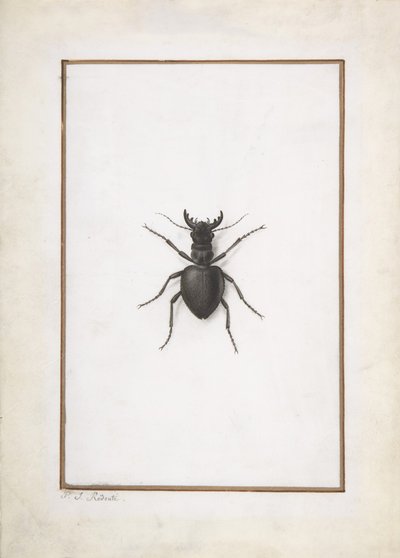 Ein Hirschkäfer von Pierre Joseph Redouté
