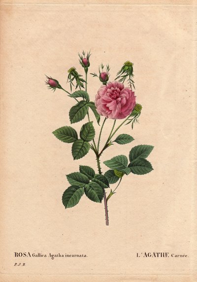 Botanische Tafel, Blume, Rose Sorte: Agathe carnee (Rosa gallica agatha incarnata). Unbekannter Ursprung, Hybridsorte der Rose Gallica Damask. In „Les Roses“, Band 2 von Pierre Joseph Redoute (1759-1840) von Pierre Joseph Redouté