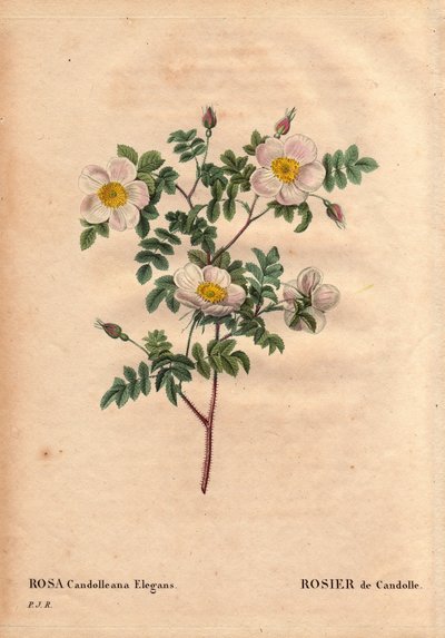 Botanische Tafel, Blume, Rosenvarietät: De Candolles weiße Rose oder Rose de Candolle (Rosa candolleana elegans). Wildrose, entdeckt in Südeuropa und 1819 nach De Candolle benannt. In „Les Roses“, Band 2 von Pierre Joseph Redouté (1759-1840) von Pierre Joseph Redouté