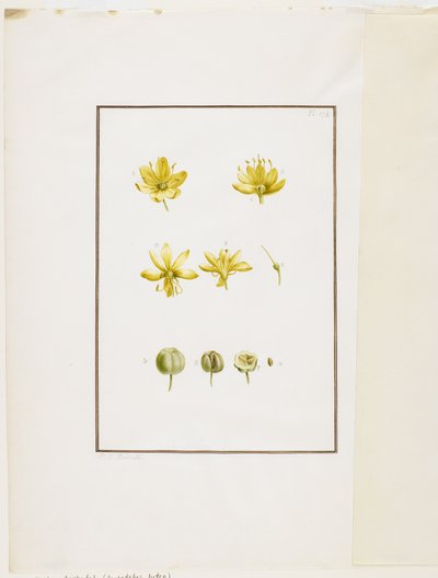 Botanische Dissektion: Gelber Asphodel (Asphodelus lutea), ca. 1778-90 von Pierre Joseph Redouté