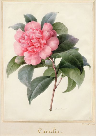 Kamelie von Pierre Joseph Redouté
