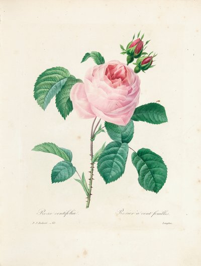 Hundertblättrige Rose, graviert von Langlois, aus 