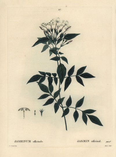 Jasmin, Jasminum officinale. Handkolorierte Punktstichgravur von Moret nach einer Illustration von Pierre-Joseph Redouté aus Henri Louis Duhamel du Moncels „Traité des Arbres et Arbustes“, Paris von Pierre Joseph Redouté