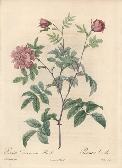 Mairose oder Zimtrose - Radierung von Chapuy, nach einer Illustration von Pierre Joseph Redoute von Pierre Joseph Redouté
