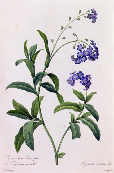 Myosotis Scorpiodes von Pierre Joseph Redouté
