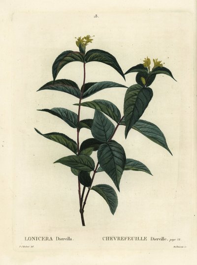 Nördliche Buschgeißblatt, Diervilla lonicera (Lonicera diervilla). Handkolorierter Stich von Du Ruisseau nach einer Illustration von Pierre-Joseph Redouté aus Henri Louis Duhamel du Moncels Traité des Arbres et Arbustes, Paris von Pierre Joseph Redouté