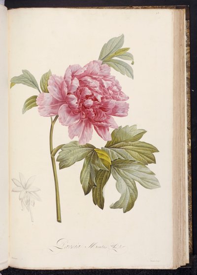Pfingstrose, aus "Beschreibung der seltenen und kultivierten Pflanzen in Malmaison und Navarre" von Aime Bonpland, 1812-14 von Pierre Joseph Redouté