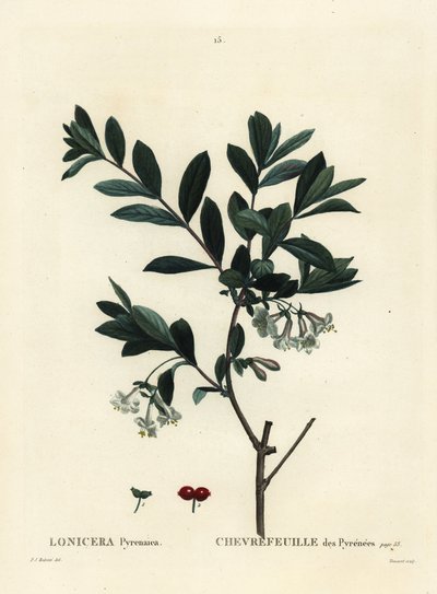 Pyrenäen-Geißblatt, Lonicera pyrenaica von Pierre Joseph Redouté
