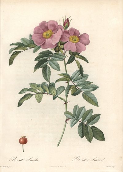Rose von Virginia, mit rosa Blumen - Radierung von Bessin, nach einer Illustration von Pierre Joseph Redoute, aus Les Roses von Pierre Joseph Redouté