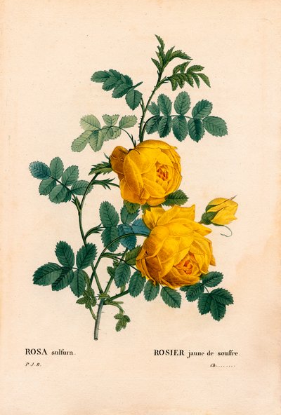 Rosa sulfur, Rosa hemisphaerica, Gelbe Schwefelrose. Handkolorierter Kupferstich aus Pierre Joseph Redoutés „Les Roses“, Paris von Pierre Joseph Redouté