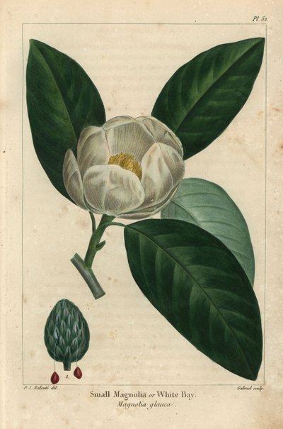 Kleiner Magnolienbaum oder weiße Bucht, Magnolia glauca (Gravur) von Pierre Joseph Redouté