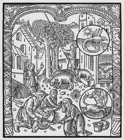 November, Schweineschlachtung und Eichelernte, Skorpion, Illustration aus dem 