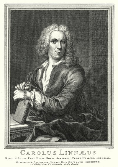 Carl von Linné, schwedischer Botaniker und Zoologe (Stich) von Pierre Tanje