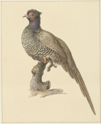 Jagdfasan von Pieter Pietersz. Barbiers