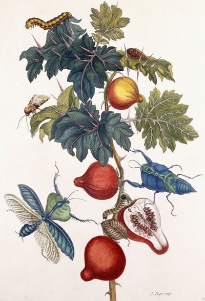 Metamorphose verschiedener Insekten, 1726 von Pieter Sluiter or Sluyter