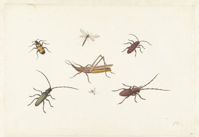 Blatt mit sieben verschiedenen Insekten von Pieter Withoos