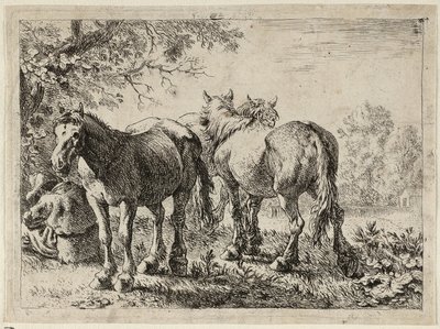 Drei Pferde auf einer Weide von Pieter van Laer