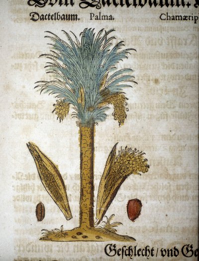 Botanische Tafel: Dattelpalme - in „Herbarium Mattioli“ von Pietro Andrea Mattioli