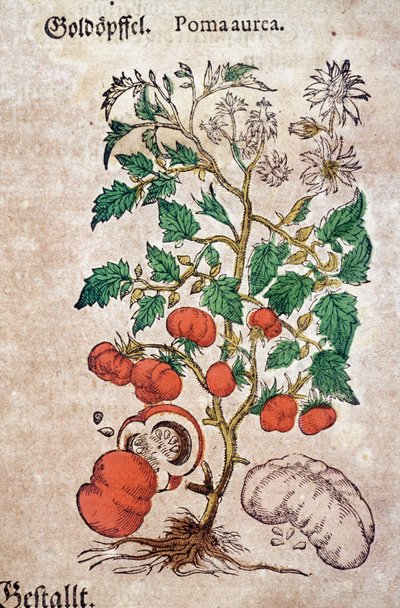 Herbarium: botanische Planoma aureache, die eine Tomatenpflanze darstellt. Gravur aus „Kreutterbuch Des Hochgelehrten unnd weitberuhmten Herrn D. Petri Andreae Matthioli“ von Pietro Andrea Mattioli von Pietro Andrea Mattioli