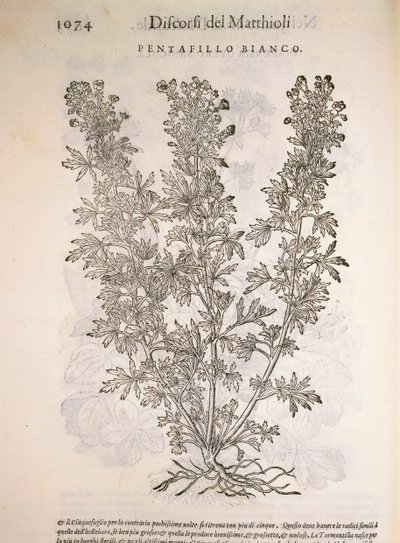 Gänsefingerkraut, Gravur von Pier Andrea Mattioli von Pietro Andrea Mattioli