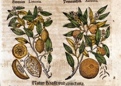 Die Zitrusfrüchte. Orangen- und Zitronenbaum. Gravur - in „Kreutterbuch Dess Hochgelehrten unnd weitberuhmten Herrn D. Petri Andreae Matthioli“ von Pietro Andrea Mattioli (Matthiole) (1500-1577). Frankfurt von Pietro Andrea Mattioli