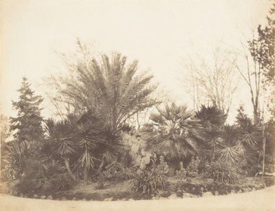 Pincian Garten, Rom, 1853-56 von Possibly by Jane Martha St. John.