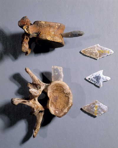 Feuerstein mit prähistorischem Knochen im Museum für Nationalantiquitäten von Prehistoric Prehistoric
