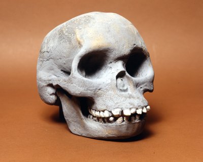 Piltdown-Mensch: der Schädel eines primitiven Menschen, ein Glied in der Evolutionskette zwischen Affe und Mensch, entdeckt von Woodward und Dawson von Prehistoric Prehistoric