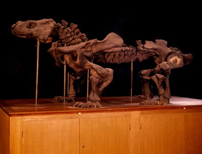 Prähistorie; Dinosaurier: Skelett eines Ichthyosauriers von Prehistoric Prehistoric