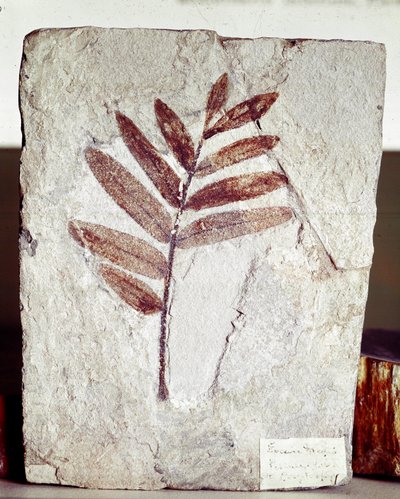 Prähistorie: Astfossil in Kalkstein vom Fundort Monte Bolca (Italien). Eozän-Periode. Museo civico di storia naturale, Mailand von Prehistoric Prehistoric