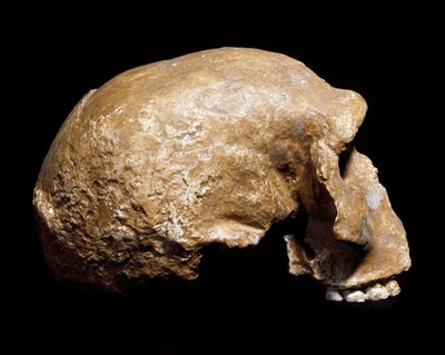 Prähistorie: Fossiler Schädel von Homo sapiens pre Neandertaler, gefunden in Steinheim an der Murr (Deutschland) im Jahr 1933. Unteres Paläolithikum von Prehistoric Prehistoric