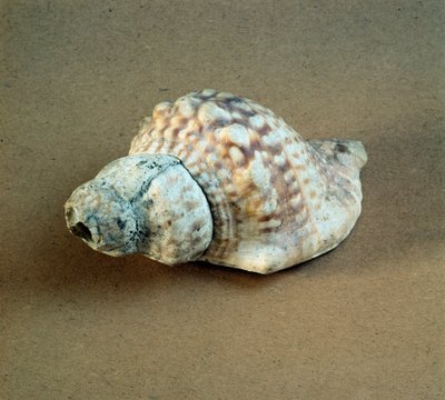 Prähistorie: durchbohrte Triton-Nodifer-Schale, verwendet als Pfeife aus der Nekropole von Arene Candide (Finale Ligurien), Ligurien. Mittleres Neolithikum, Steinzeit von Prehistoric Prehistoric