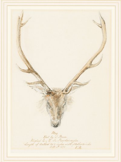 Ein Hirsch, geschossen von John Brown, 1874 von Queen Victoria