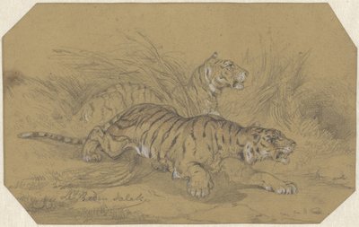 Zwei Tiger schleichen durch das Gras von Raden Sarief Bastaman Saleh