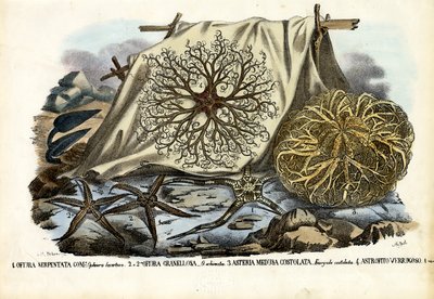 Gorgonenhaupt von Raimundo Petraroja