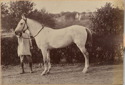 Captain Bailwards Pferd, Jhansi (verso, rechts) von Raja Deen Dayal
