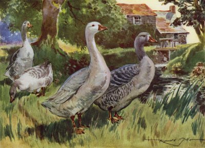 Illustration für Mein Bauernhof von Reginald Mills