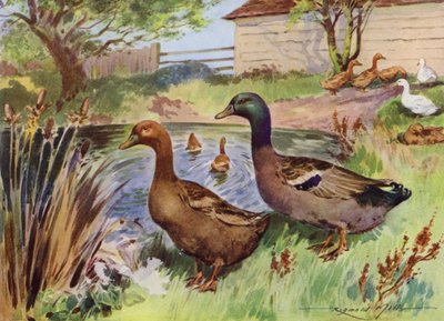Illustration für Mein Bauernhof von Reginald Mills